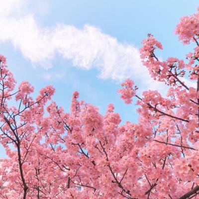 生存战争2旧版本游戏下载