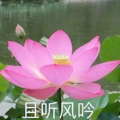 无上道bt满v版下载